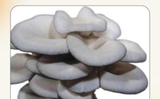 孕妇能吃蘑菇吗_孕妇吃菌类注意事项