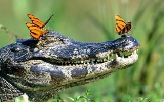 孕妇梦见鳄鱼是什么意思_孕妇梦见鳄鱼生男生女