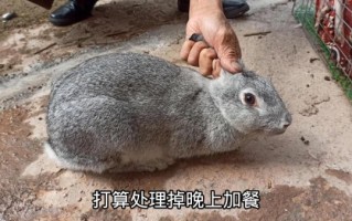 孕妇梦见杀兔子是什么意思_孕妇梦见杀兔子是生男生女