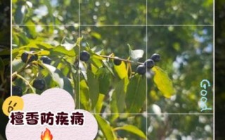 檀香孕妇可以闻吗_孕妇闻檀香对胎儿有影响吗