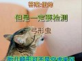 孕妇弓形虫检查方法_孕期感染筛查流程