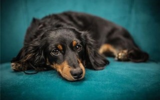 孕妇梦见黑狗是什么意思_孕妇梦见黑狗是生男生女