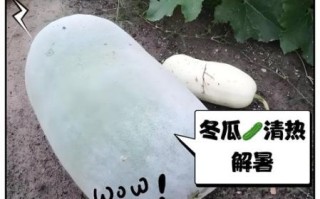 孕妇可以吃冬瓜吗_冬瓜对胎儿有影响吗