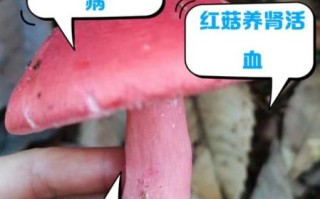 红菇孕妇可以吃吗_红菇对胎儿有影响吗