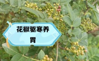 孕妇能吃花椒吗_花椒对孕妇的影响