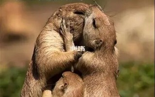 动物之间的爱有哪些表现_动物的爱能教会人类什么