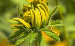 手动微距镜头怎么选_手动微距镜头适合拍什么