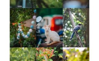 尼康18300三代值得买吗_实拍画质评测