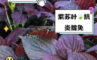 孕妇能吃紫苏叶吗_紫苏叶对孕妇的好处与禁忌