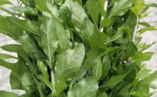 孕妇能吃枸杞叶吗_枸杞叶对胎儿有影响吗