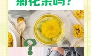 孕妇可以喝菊花茶吗_孕妇喝菊花茶对胎儿有影响吗