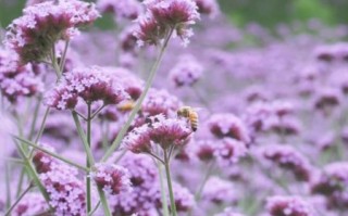 镜头成紫色_怎么解决