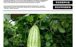 孕妇能不能吃苦瓜_孕妇吃苦瓜对胎儿有影响吗