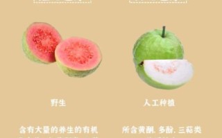 孕妇可以吃芭乐吗_芭乐对孕妇有什么好处