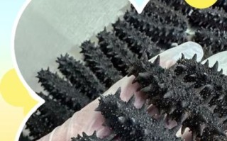 孕妇吃海参对胎儿有什么好处_海参对胎儿发育真的好吗