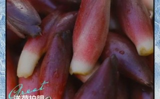 孕妇可以吃洋荷吗_洋荷孕期食用注意事项