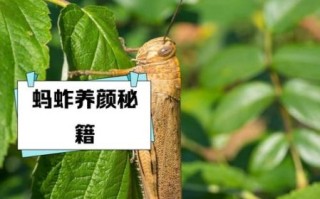 孕妇能吃蚂蚱吗_孕妇吃蚂蚱安全吗