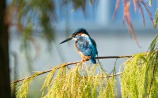 拍鸟镜头推荐_新手选哪款