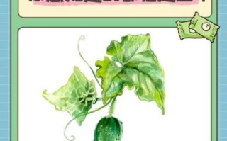 孕妇可以吃青瓜吗_孕期吃青瓜的注意事项