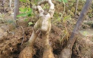 葛根粉孕妇可以吃吗_孕期吃葛根粉安全吗