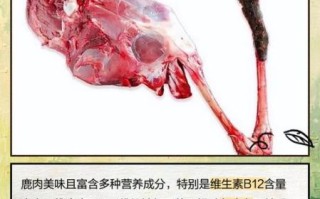 孕妇能吃鹿肉吗_鹿肉对孕妇安全吗