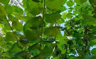 桑树怎么种植_桑树有哪些用途