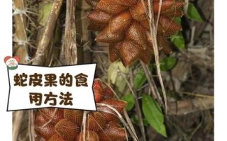 孕妇可以吃蛇皮果吗_蛇皮果对胎儿的影响