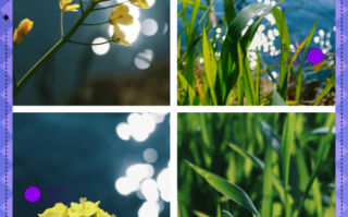 佳能1855镜头适合拍什么_新手入门拍什么题材