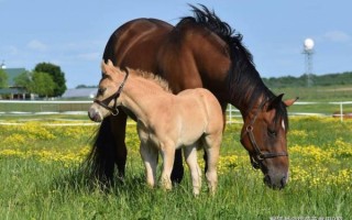 孕妇梦见马是什么意思_孕妇梦见马生男生女