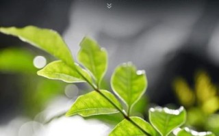 尼克尔微距镜头哪款好_如何拍微距