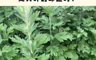 孕妇可以闻艾的味道吗_孕妇闻艾草味对胎儿有影响吗