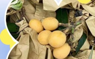 孕妇晚期能吃枇杷吗_枇杷对胎儿影响