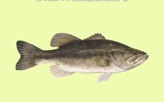 孕妇吃什么鱼对胎儿好_哪些鱼不能吃