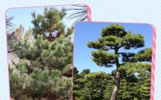 大树和小树的区别是什么_如何养护小树才能长成参天大树