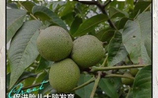 孕妇吃核桃对胎儿有什么好处_一天吃几个核桃最科学