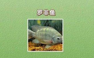 孕妇能吃哪些鱼_孕期吃鱼安全指南