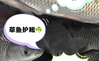 孕妇可以吃草鱼吗_草鱼对胎儿的影响