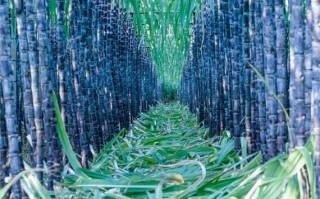 孕妇梦见甘蔗是男是女_周公解梦可信吗