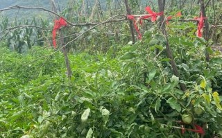 孕妇初期可以吃黄瓜吗_怀孕早期吃黄瓜安全吗