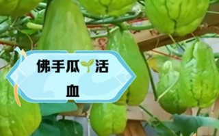 孕妇可以吃佛手瓜吗_佛手瓜对胎儿有影响吗