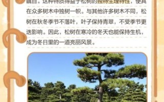 一棵松树能活多久_松树为什么四季常青