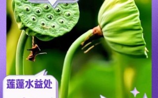 莲蓬孕妇能吃吗_莲蓬对孕妇的好处与禁忌