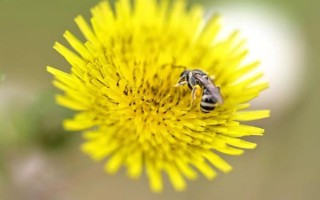 微距镜头适合拍什么_微距镜头拍摄题材推荐