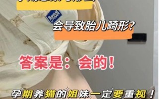 孕妇养猫对胎儿的危害_弓形虫感染风险有多大