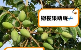 孕妇可以吃橄榄吗_怀孕吃橄榄注意事项