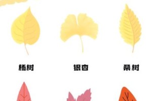 树叶为什么会变色_树叶的秘密有哪些