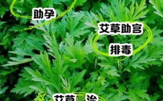 孕妇能吃艾草吗_艾草对孕妇的影响