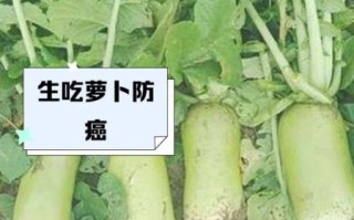孕妇能吃生萝卜吗_生萝卜对胎儿有影响吗