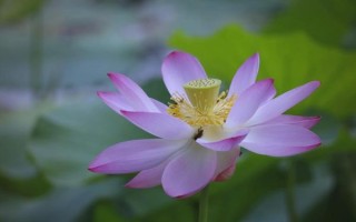 佳能大眼睛镜头怎么样_适合拍什么题材