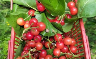 孕妇梦见摘樱桃吃是什么意思_孕期梦见吃樱桃预示男女吗